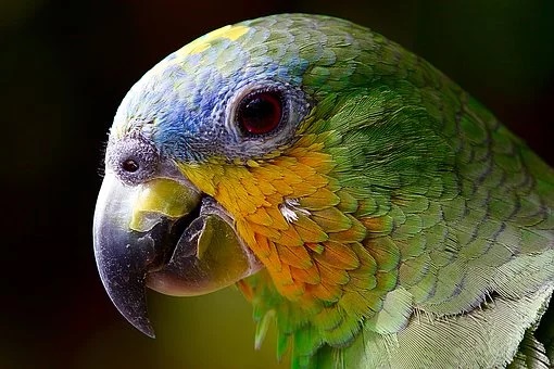 Bird supplies