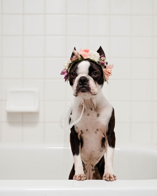 Pet Grooming
