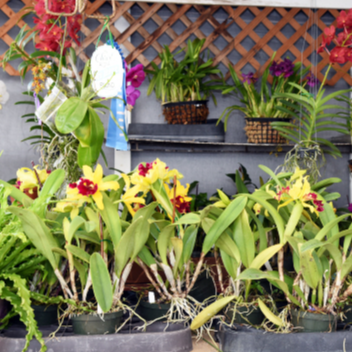 Orchids